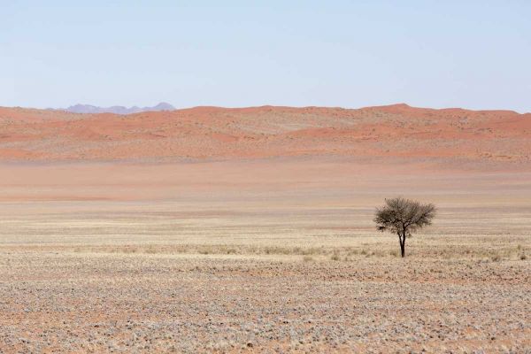 Namibia, Namib Desert Lone tree in orange desert